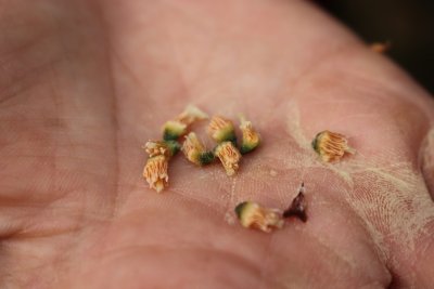 Wollemia nobilis - wolemie vznešená - samčí šištice detail